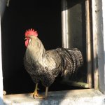 Tiere auf dem Hof