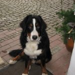Tiere auf dem Hof